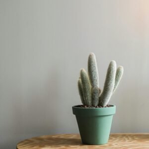 Plantes & nature