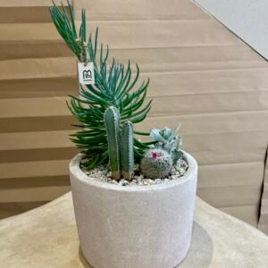 Jardin Minéral – Cactus et Succulentes en Pot Béton