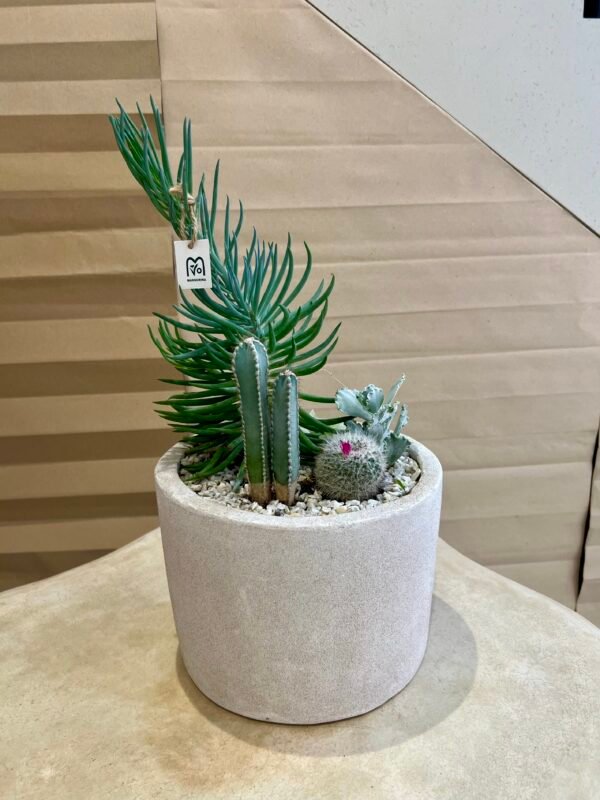 Jardin Minéral – Cactus et Succulentes en Pot Béton