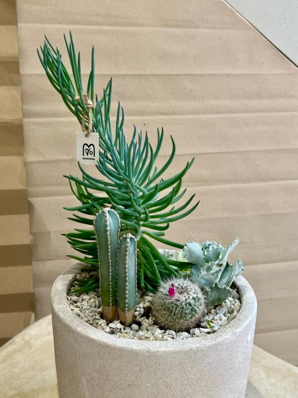 Jardin Minéral – Cactus et Succulentes en Pot Béton – Image 2