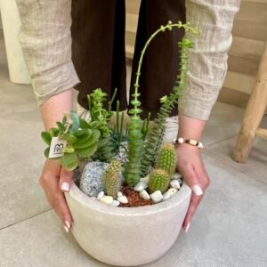 Le mini Jardin Silencieux - cactus et plantes grasses