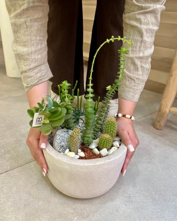 Le mini Jardin Silencieux - cactus et plantes grasses