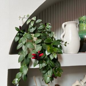 Plante rouge à lèvres "Mona Lisa"
