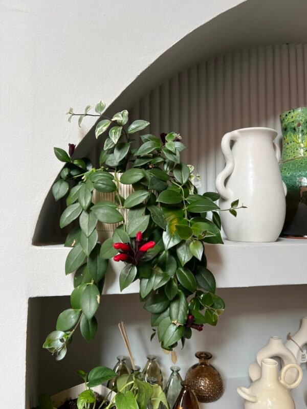 Plante rouge à lèvres "Mona Lisa"
