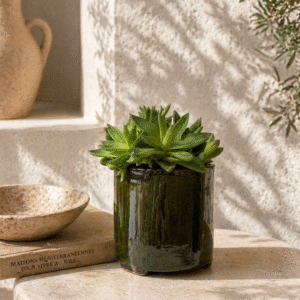 Haworthia mini succulente naturel en pot Terre cuite vert olive