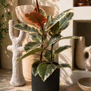 Ficus elastica panaché plante d'intérieur en pot ceramic noir