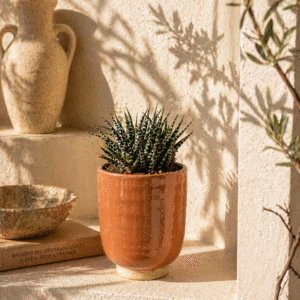 Haworthia plante zebrée en pot ceramic terre cuite