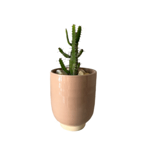 Euphorbia triangularis mini cactus naturel en pot Terre cuite