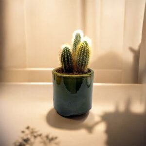 Trio de mini citrons boule cactus – Pot en terre cuite vert kaki